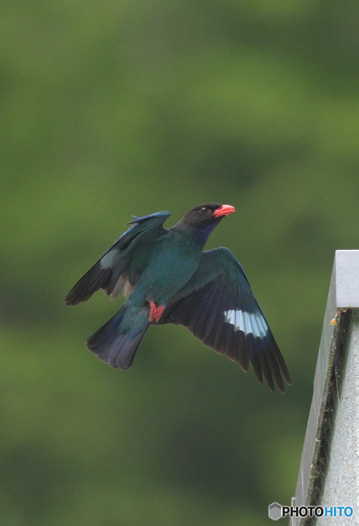 Z9でブッポウソウ⑧