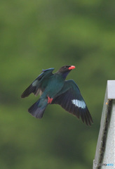 Z9でブッポウソウ⑧