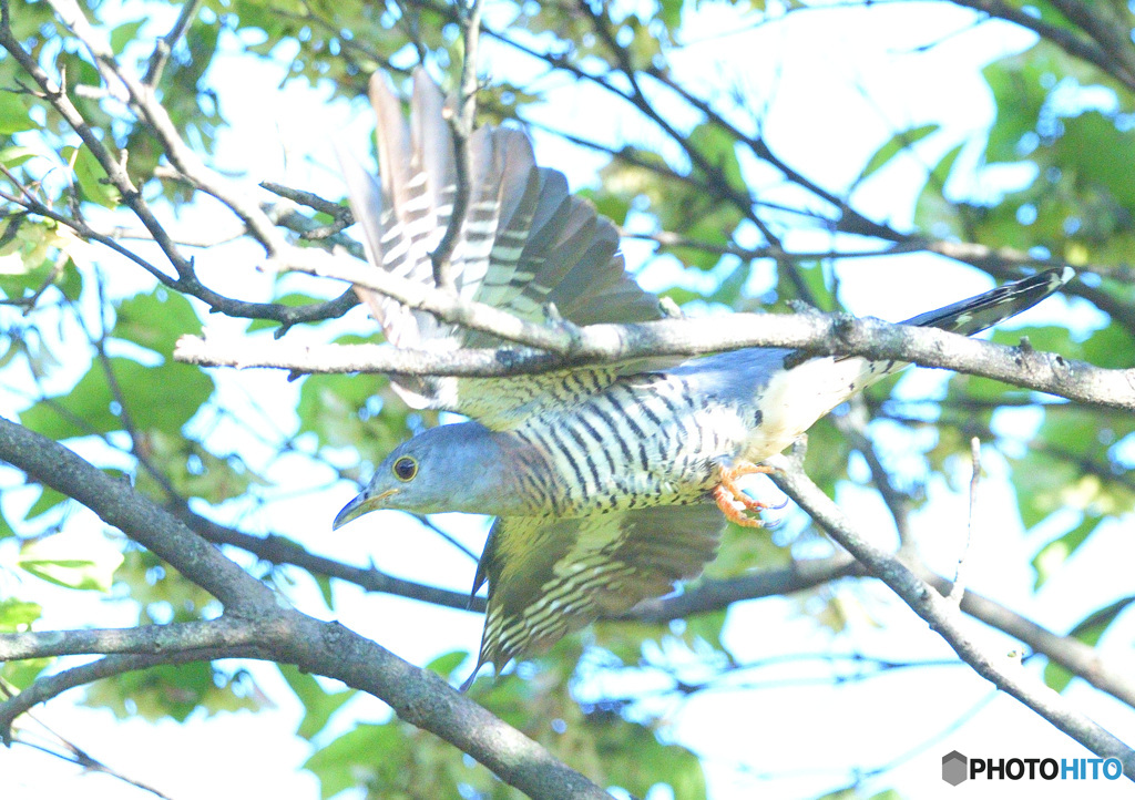 ツツドリの飛び出し④