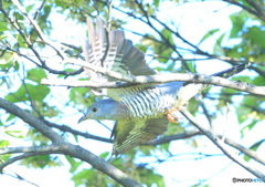 ツツドリの飛び出し④