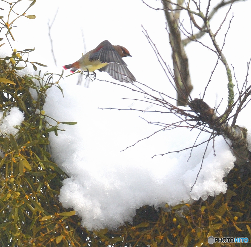 雪にヒレンジャク
