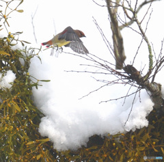 雪にヒレンジャク