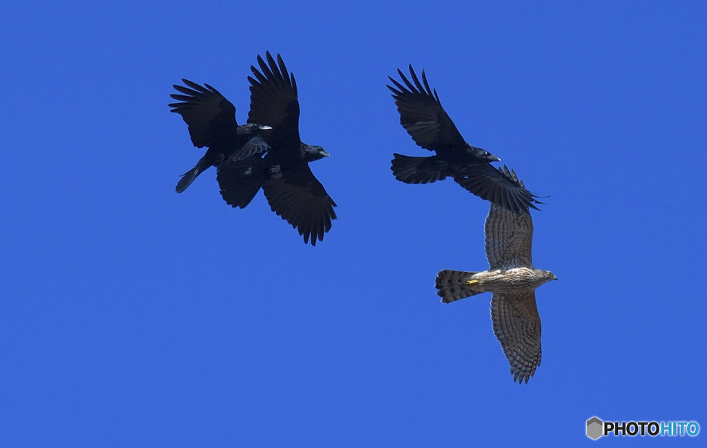 カラスのジェットストリーム・アタック
