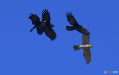 カラスのジェットストリーム・アタック