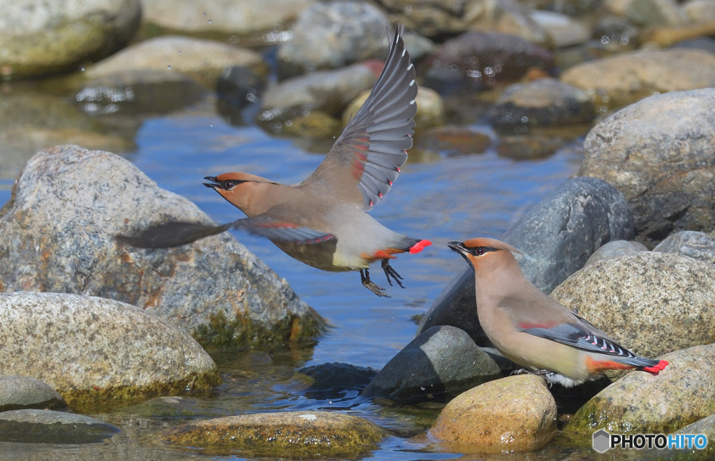 水場のヒレンジャク