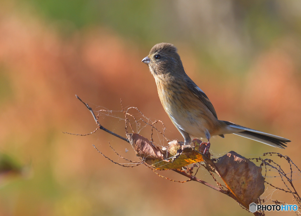 秋色ベニマシコさん