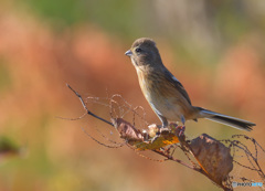秋色ベニマシコさん