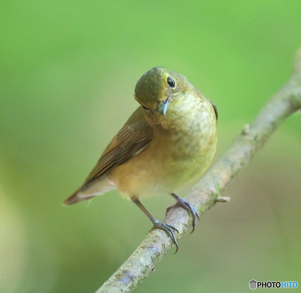 5月のキビタキさん