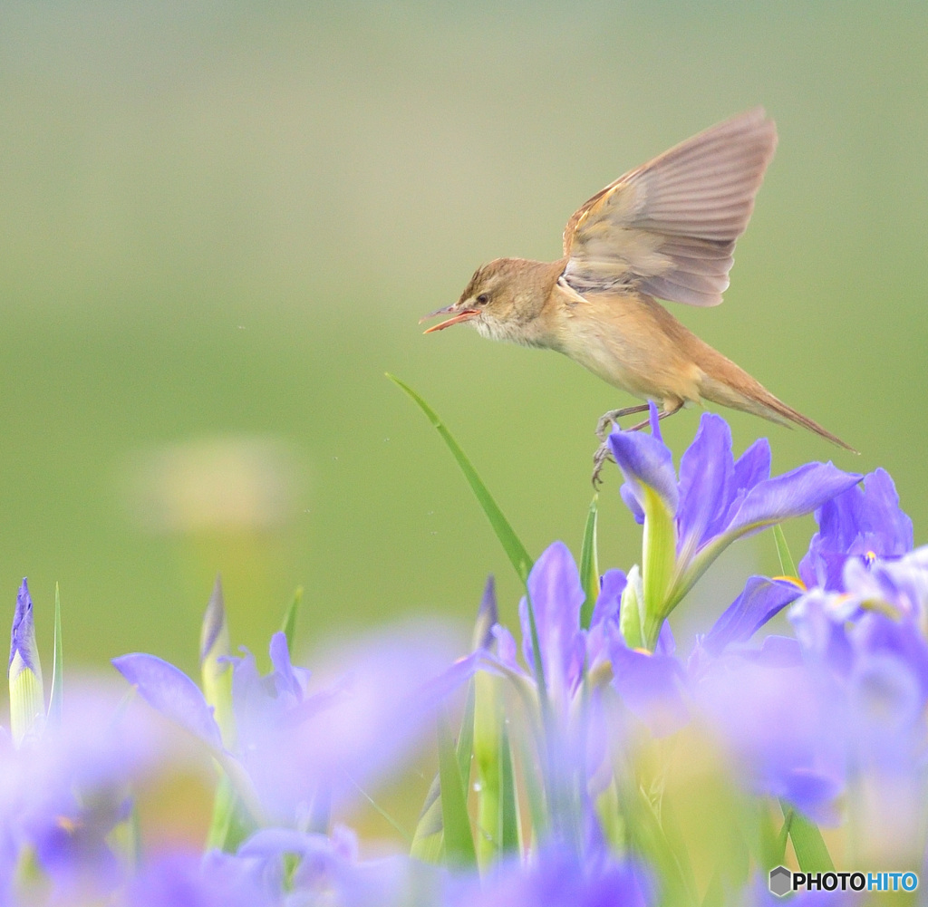 ひらりオオヨシキリ⑪