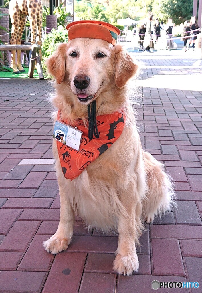 ハロウィン・レトリバー