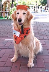 ハロウィン・レトリバー