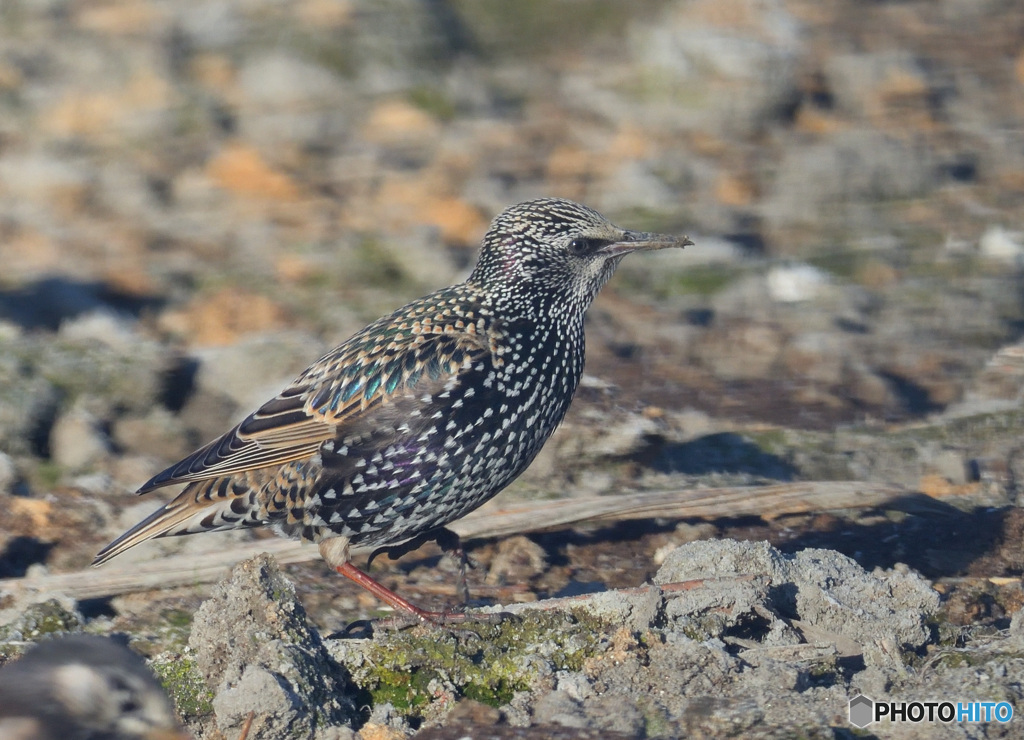 ホシムクドリ2020