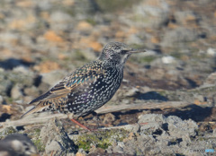 ホシムクドリ2020