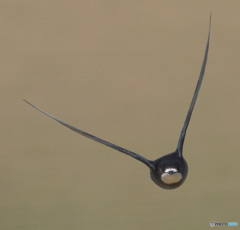 ハリオアマツバメ㉝