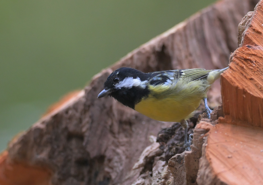 キバラガラ2023⑥