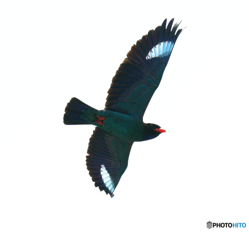 ブッポウソウ2022⑩