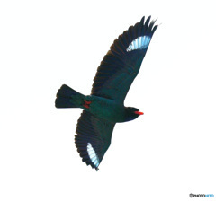 ブッポウソウ2022⑩