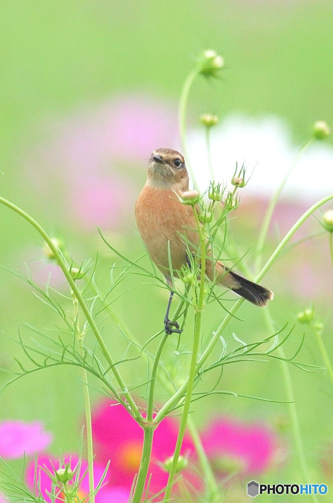 秋桜にノビタキ⑬