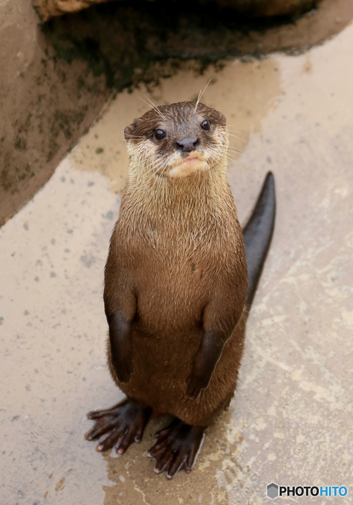そうです。私がコツメカワウソです。2015