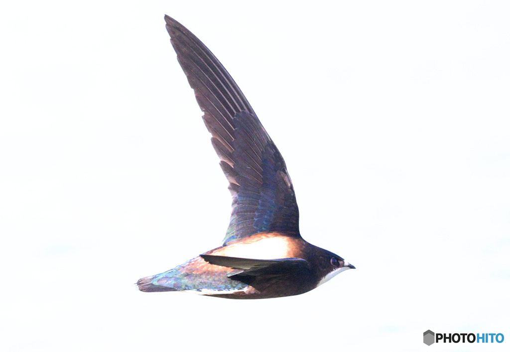 ハリオアマツバメ㉒