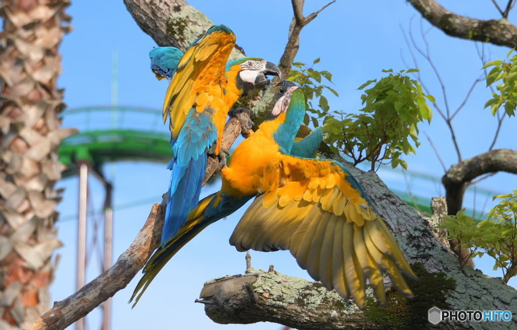 場所の取り合い