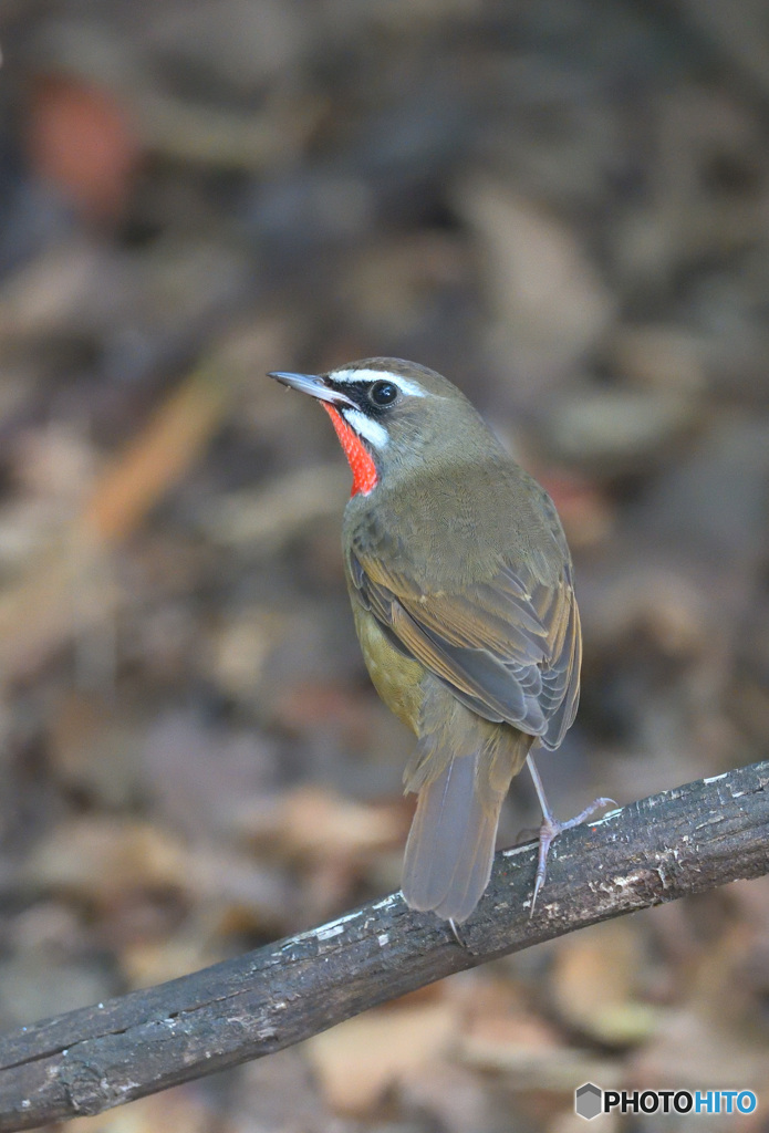 思案顔のノゴマくん