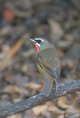 思案顔のノゴマくん