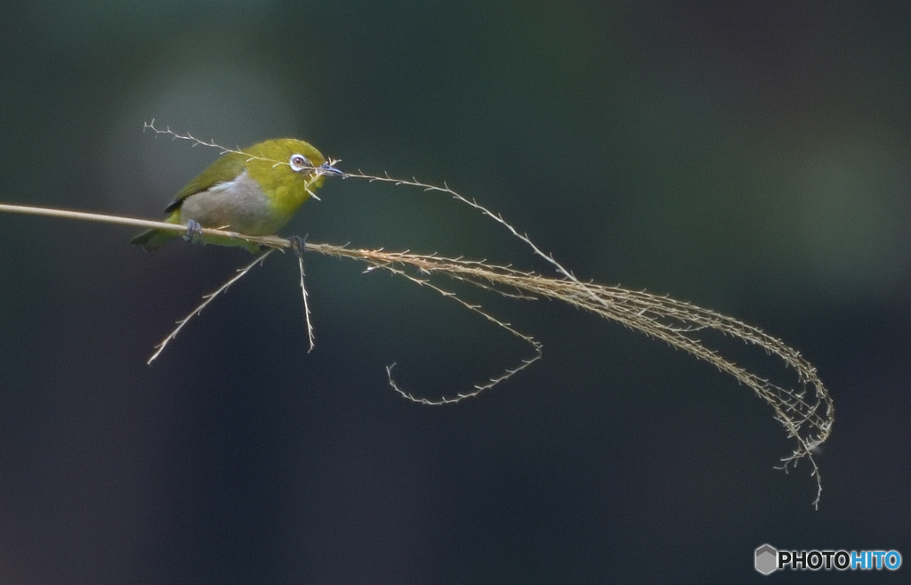 メジロの巣材選び