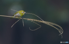 メジロの巣材選び