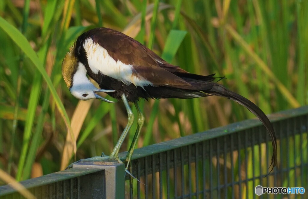 思い出のレンカクさんⅥ