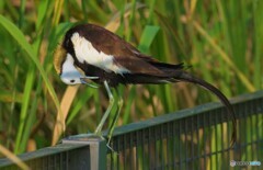 思い出のレンカクさんⅥ