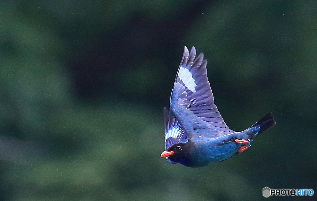 ブッポウソウ⑤