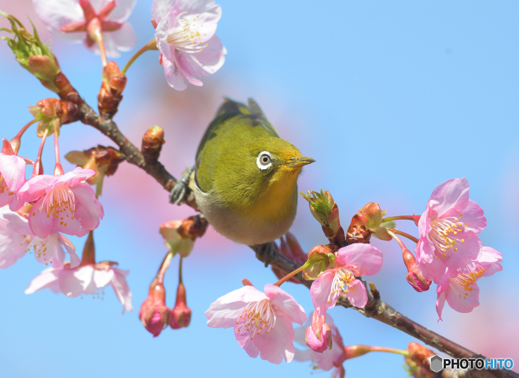 河津桜にメジロ⑫