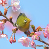 河津桜にメジロ⑫