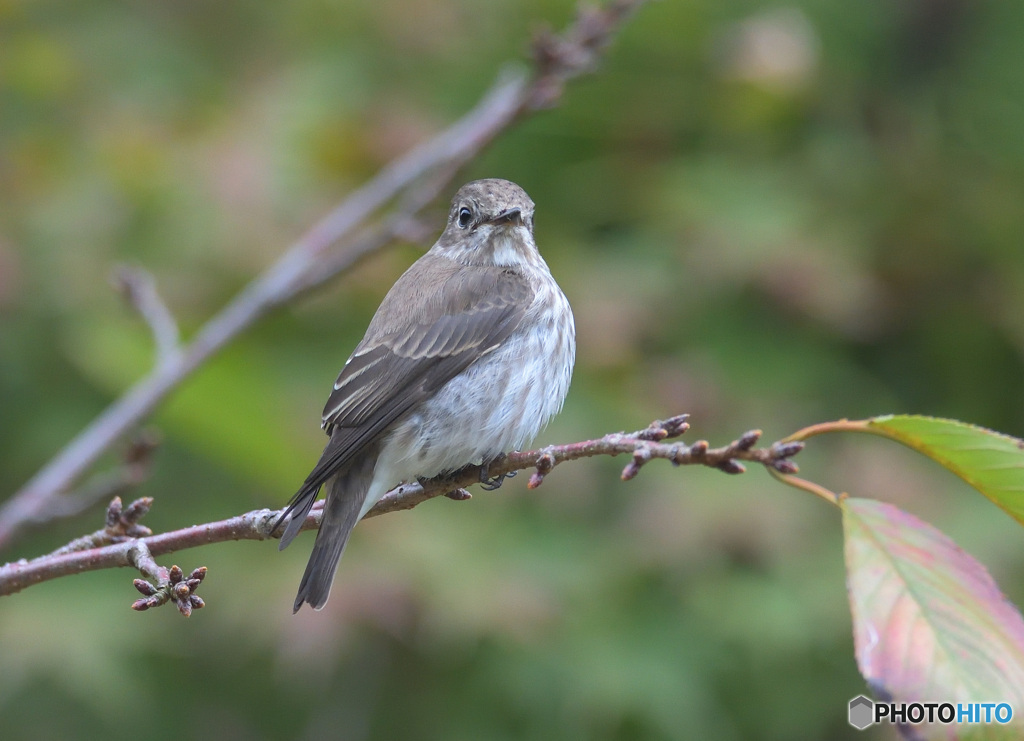 見返りエゾビタキ