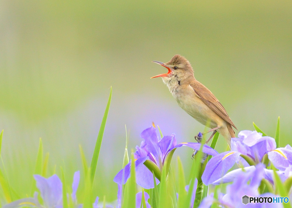 花菖蒲にオオヨシキリ⑲