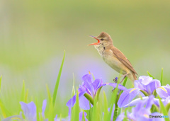 花菖蒲にオオヨシキリ⑲