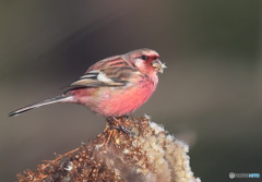 2月のベニマシコ 2月のベニマシコ