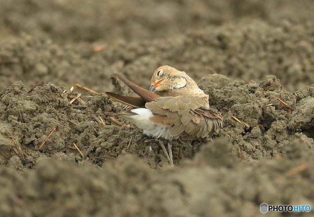 ツバメチドリの羽繕い