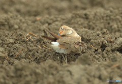 ツバメチドリの羽繕い