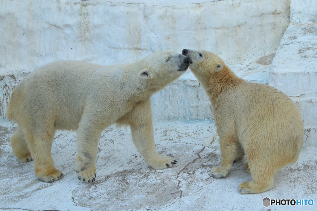 シロクマの親子Ⅱ