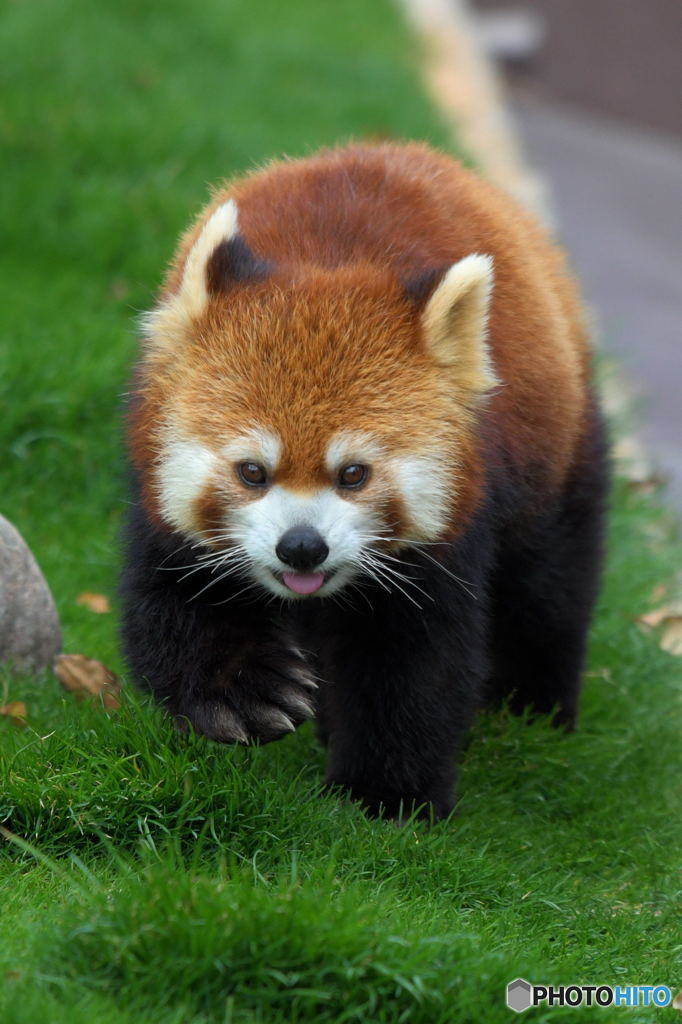 レッサーパンダ