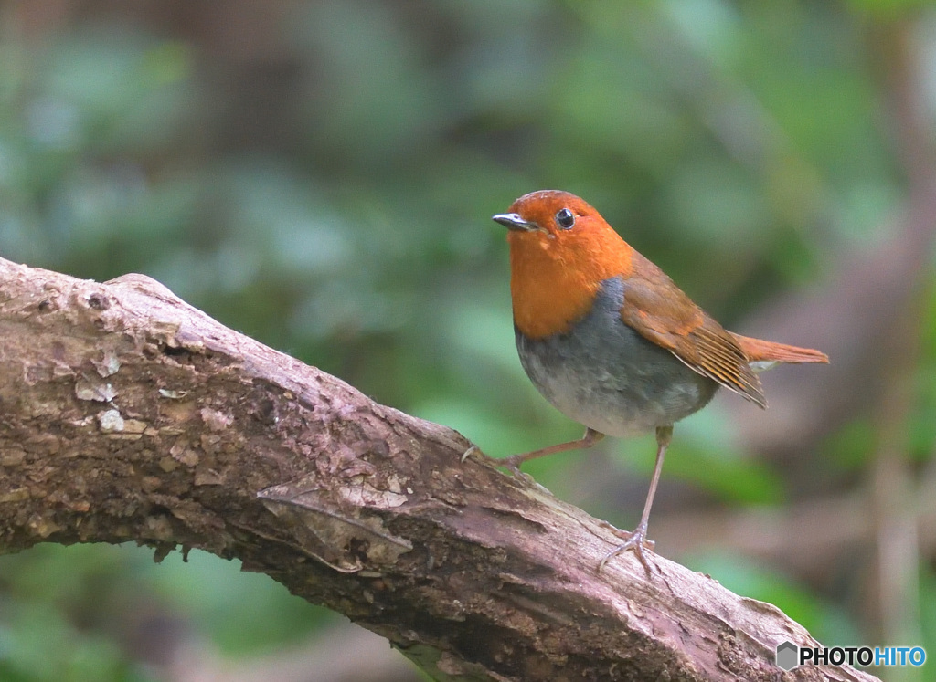 在庫のコマドリ君④