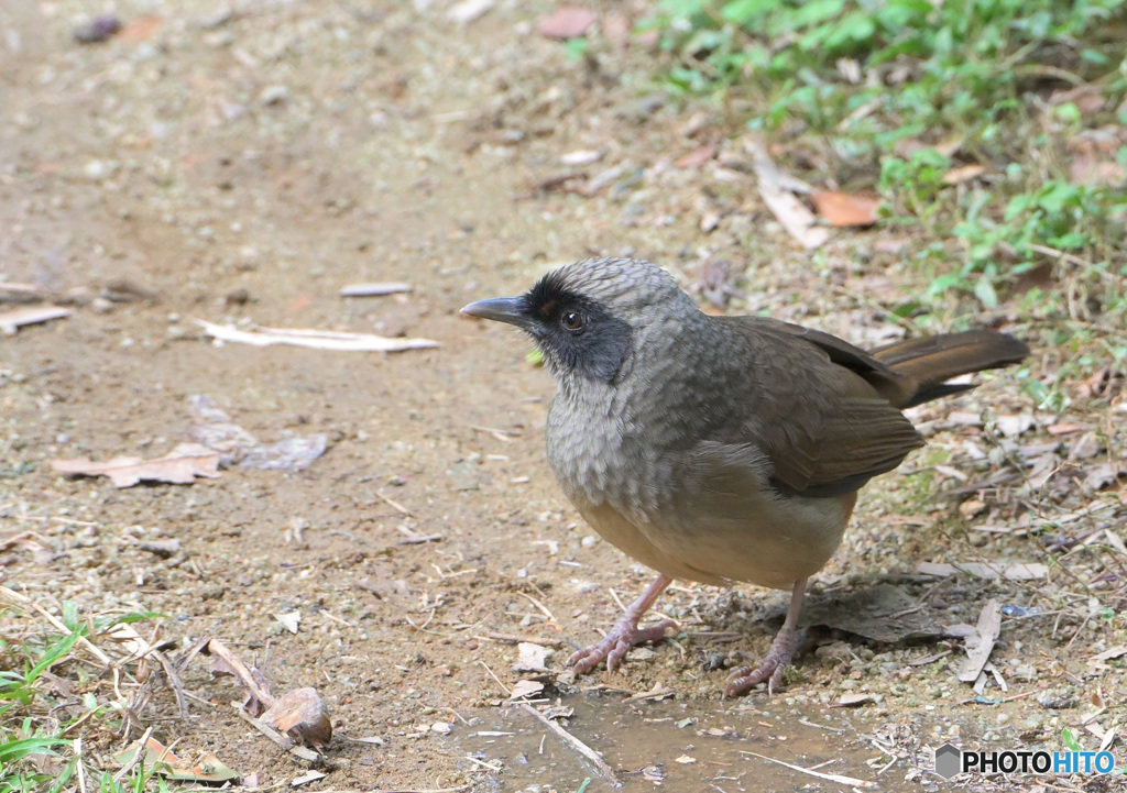 カオグロガビチョウ②