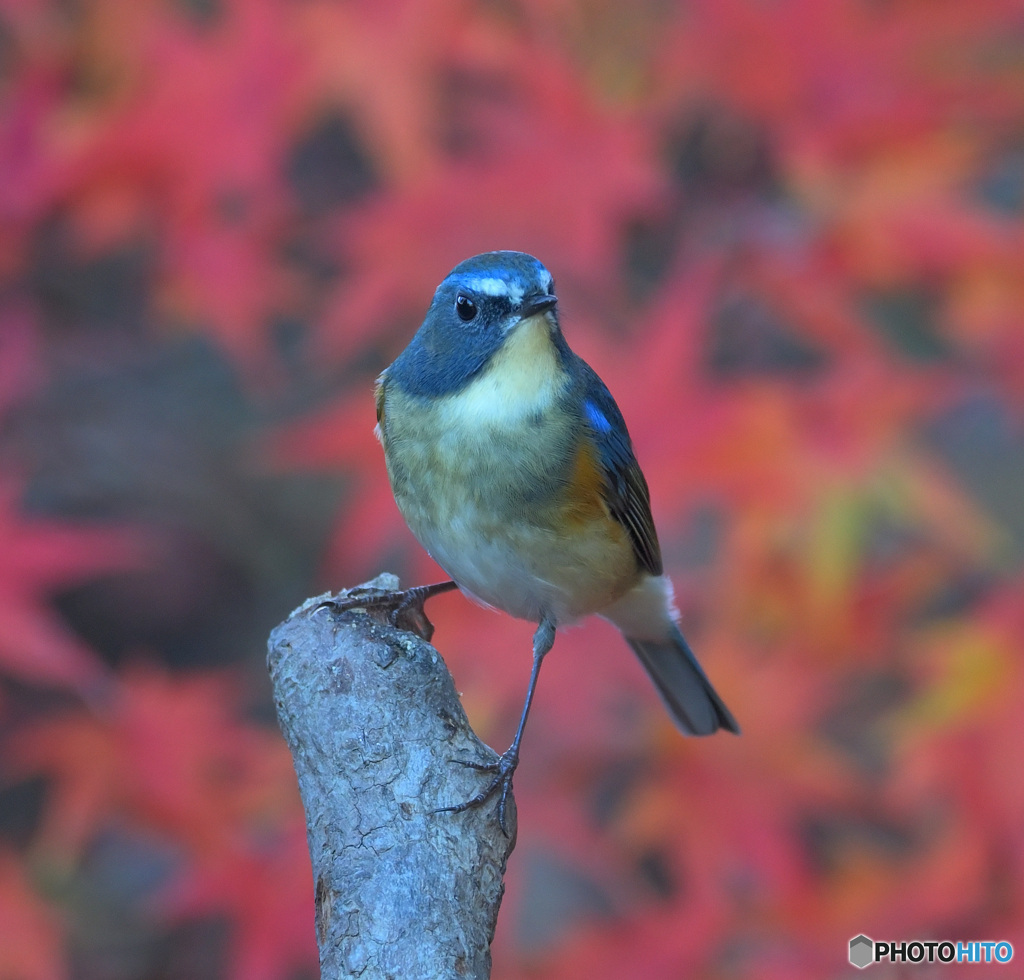 紅葉にルリビタキ③