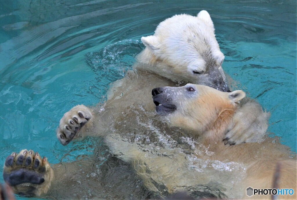 シロクマの親子