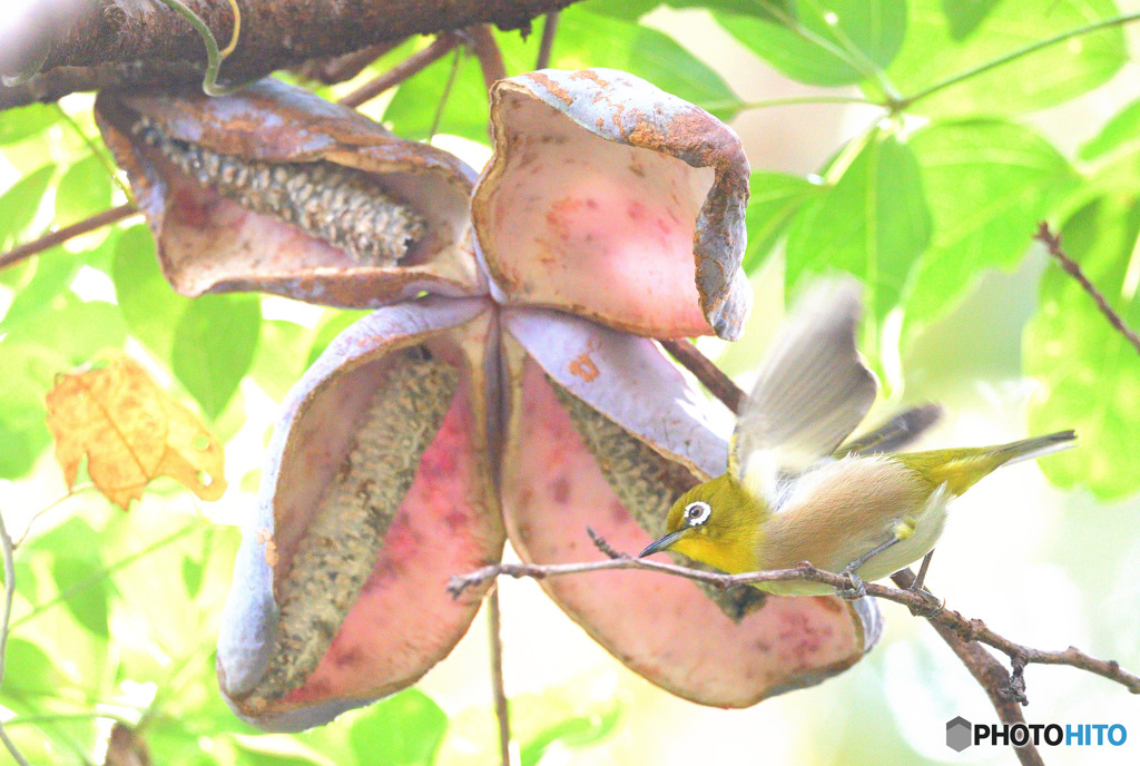 アケビにメジロ