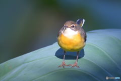 真ん丸キセキレイさん