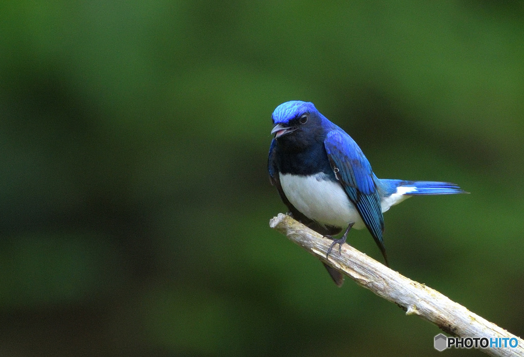 オオルリの囁き