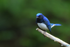 オオルリの囁き